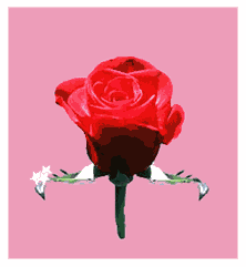 ورود متحركة جميلة جدا I love You ورد وزهور حب رومانسية - صور ورد وزهور Rose Flower images